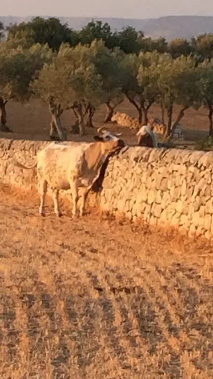 Agriturismo Il Melograno Cannizzara 0*,